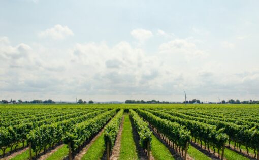 Количество виноделен в Сербии увеличилось на 58%